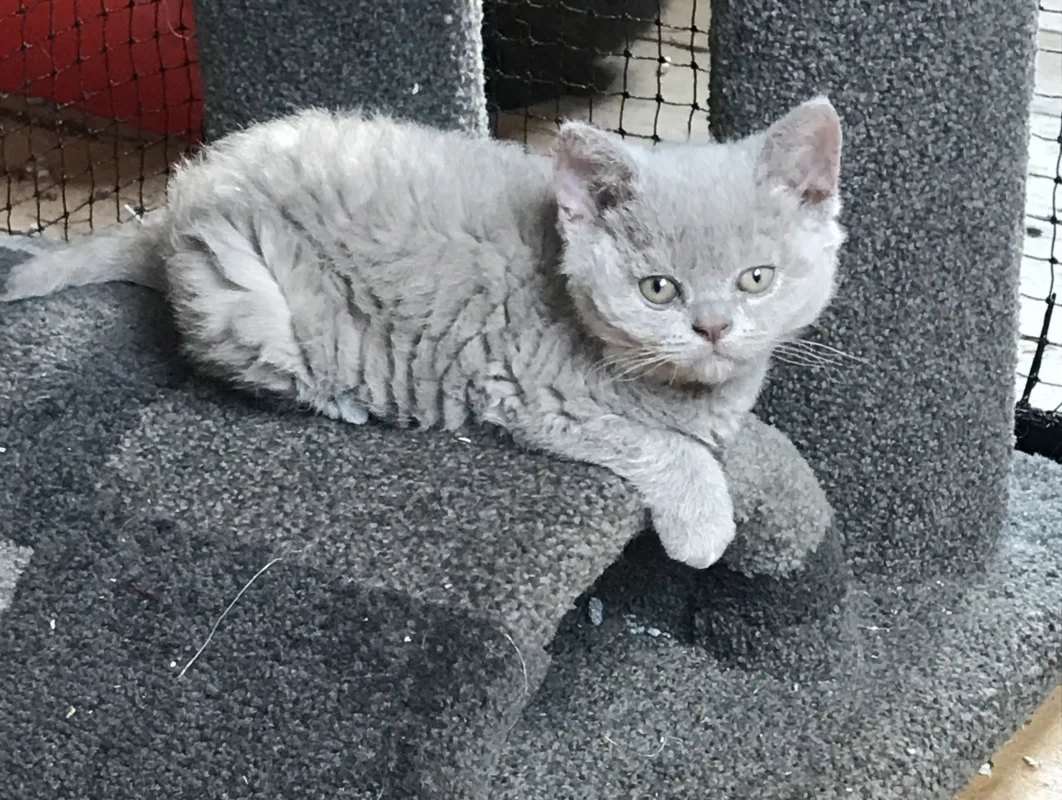 Selkirk Rex Kitten