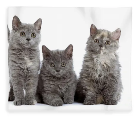 Selkirk Rex Kittens
