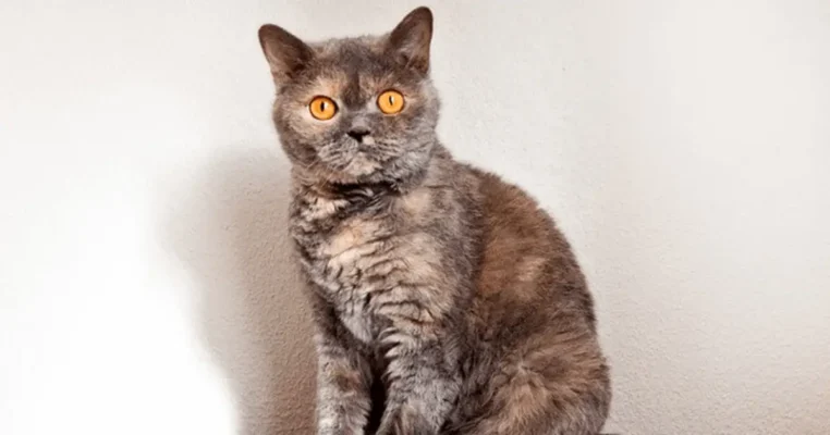 Can Selkirk Rex Cats Be Left Alone