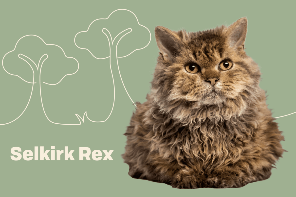 Common Diseases in Selkirk Rex Cats: