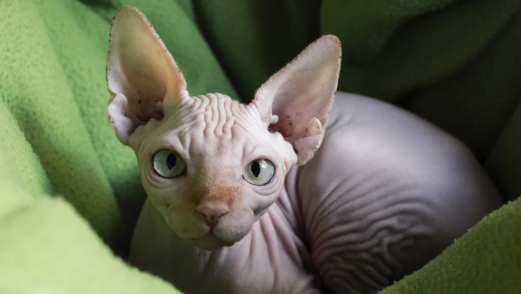 Why Are Hairless Cats So Expensive