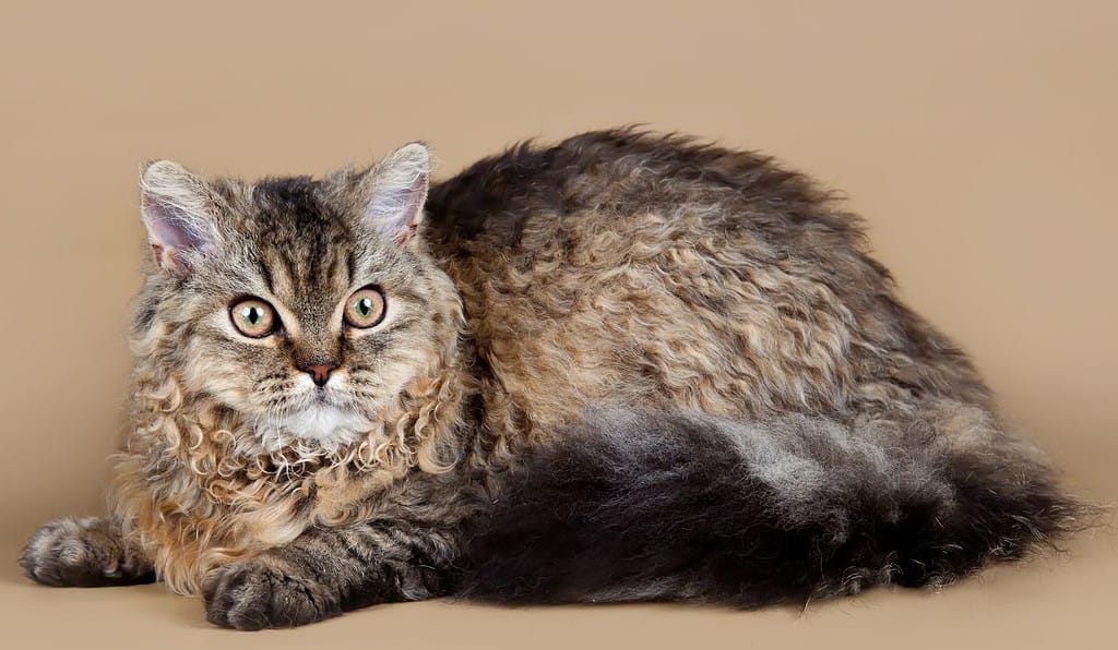 How Big Do Selkirk Rexes Get