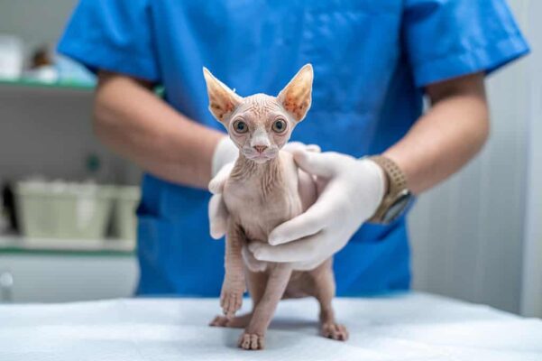 Male vs. Female Sphynx Cats