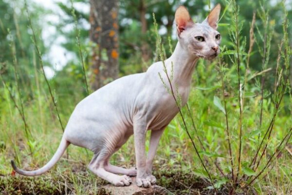 Male vs. Female Sphynx Cats