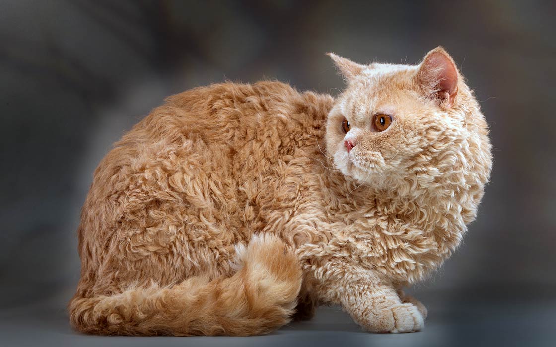 Selkirk Rex