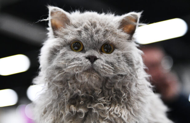 Are Selkirk Rex Cats Friendly