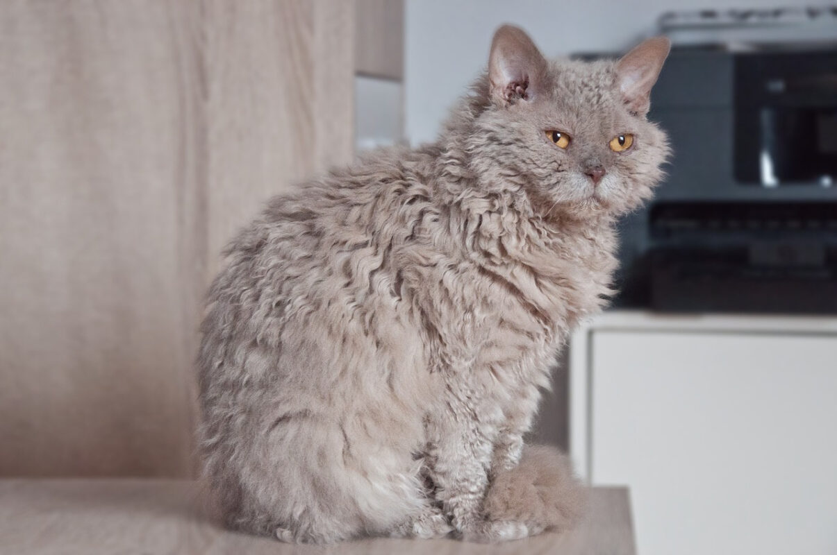 Understanding the Behavior of Selkirk Rex Cats