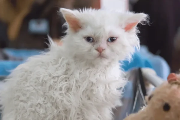 Unique Traits of Selkirk Rex
