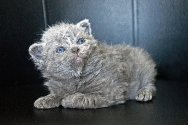 Unique Traits of Selkirk Rex