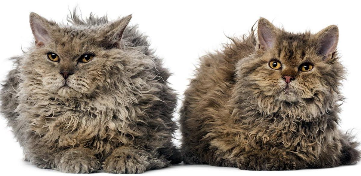 What Is the Life Expectancy of a Selkirk Rex?