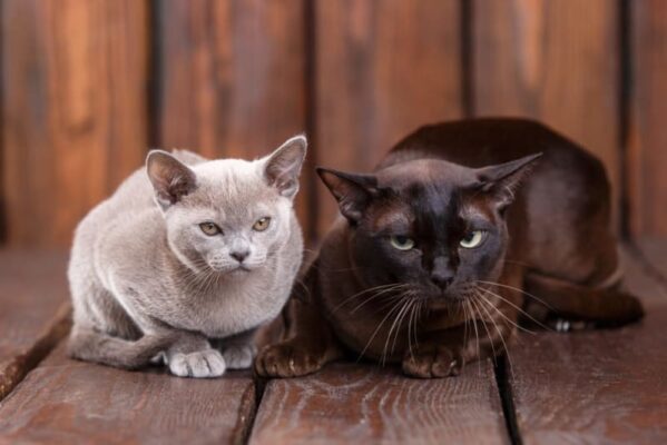 Which Cat Breed Lives the Longest?