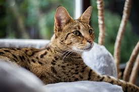 Which Cat Breed Lives the Longest?
