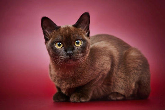 Which Cat Breed Lives the Longest?