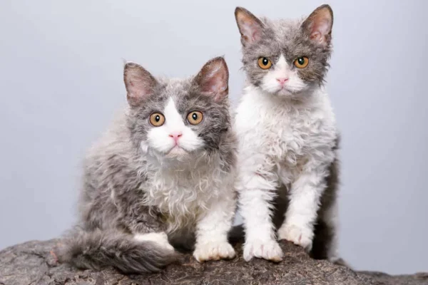 What Is the Life Expectancy of a Selkirk Rex?