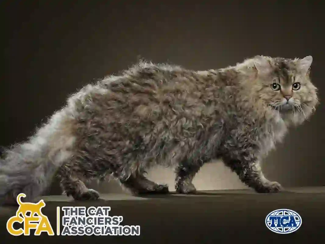Breed Recognition of the Selkirk Rex Cat (CFA, TICA & More)